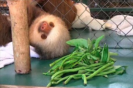 Amazing Video from Costa Rica’s Sloth Sanctuary Image